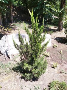 МОЖЖЕВЕЛЬНИК КИТАЙСКИЙ «СПАРТАН»