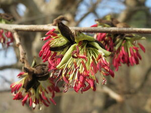 ПАРРОТИЯ ПЕРСИДСКАЯ, ЖЕЛЕЗНОЕ ДЕРЕВО