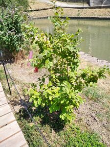 ПАРРОТИЯ ПЕРСИДСКАЯ, ЖЕЛЕЗНОЕ ДЕРЕВО