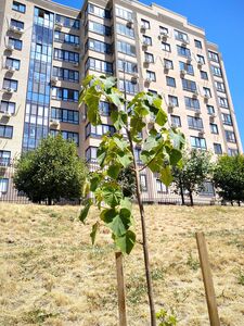 ПАВЛОВНИЯ ВОЙЛОЧНАЯ, АДАМОВО ДЕРЕВО