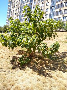 ПАВЛОВНИЯ ВОЙЛОЧНАЯ, АДАМОВО ДЕРЕВО