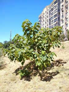 ПАВЛОВНИЯ ВОЙЛОЧНАЯ, АДАМОВО ДЕРЕВО
