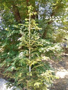 ПИХТА КАВКАЗСКАЯ, ПИХТА НОРДМАНА