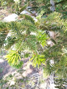 ПИХТА КАВКАЗСКАЯ, ПИХТА НОРДМАНА