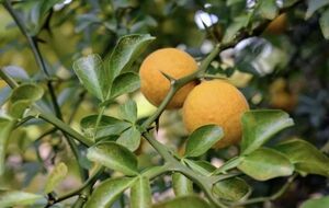 ПОНЦИРУС ТРЕХЛИСТОЧКОВЫЙ, ТРЕХЛИСТНЫЙ АПЕЛЬСИН 