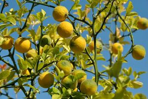 ПОНЦИРУС ТРЕХЛИСТОЧКОВЫЙ, ТРЕХЛИСТНЫЙ АПЕЛЬСИН 