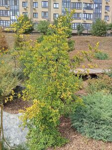 ПОНЦИРУС ТРЕХЛИСТОЧКОВЫЙ, ТРЕХЛИСТНЫЙ АПЕЛЬСИН 