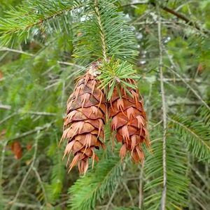 ПСЕВДОТСУГА