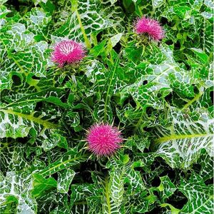 РАСТОРОПША ПЯТНИСТАЯ, ПОДАРОК ДЕВЫ МАРИИ