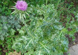 РАСТОРОПША ПЯТНИСТАЯ, ПОДАРОК ДЕВЫ МАРИИ