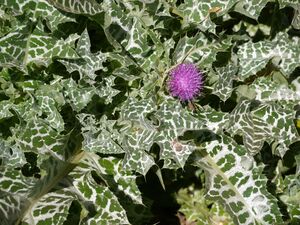 РАСТОРОПША ПЯТНИСТАЯ, ПОДАРОК ДЕВЫ МАРИИ