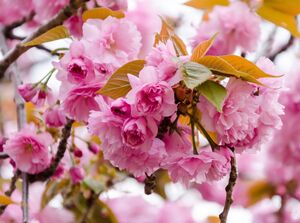 САКУРА, ВИШНЯ МЕЛКОПИЛЬЧАТАЯ