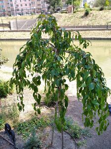 САКУРА, ВИШНЯ МЕЛКОПИЛЬЧАТАЯ