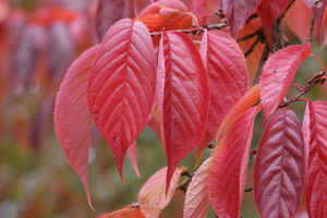 САКУРА, ВИШНЯ МЕЛКОПИЛЬЧАТАЯ