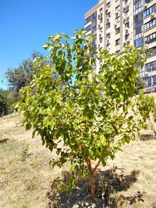 ШЕЛКОВИЦА ЗМЕЕВИДНАЯ 