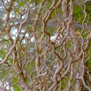 ШЕЛКОВИЦА ЗМЕЕВИДНАЯ 