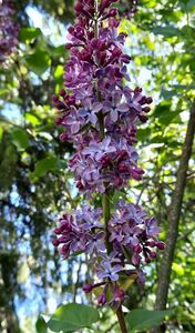 СИРЕНЬ АФГАНСКАЯ