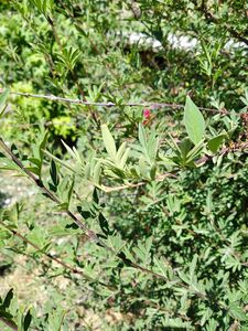 СИРЕНЬ АФГАНСКАЯ