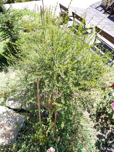 СИРЕНЬ АФГАНСКАЯ