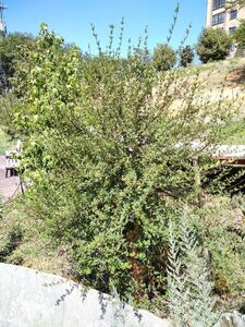 СИРЕНЬ АФГАНСКАЯ