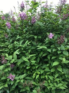 СИРЕНЬ ВЕНГЕРСКАЯ