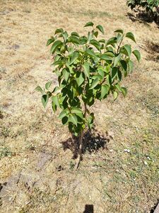 СИРЕНЬ ВЕНГЕРСКАЯ