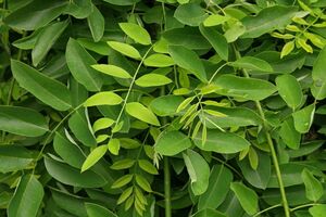 СОФОРА ЯПОНСКАЯ