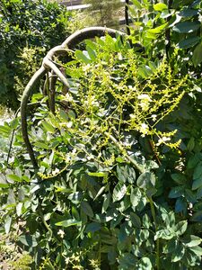 СОФОРА ЯПОНСКАЯ