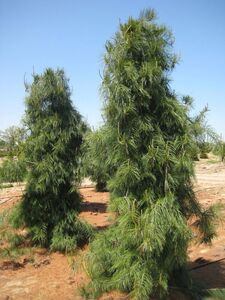 СОСНА ПЕНДУЛА