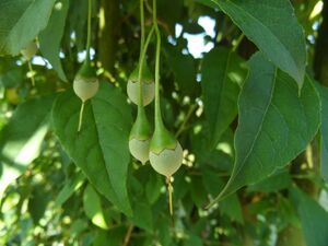 СТИРАКС ЯПОНСКИЙ, ДЕРЕВО-ПОДСНЕЖНИК