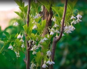 СТИРАКС ЯПОНСКИЙ, ДЕРЕВО-ПОДСНЕЖНИК