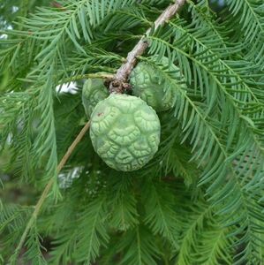 ТАКСОДИУМ ДВУРЯДНЫЙ, БОЛОТНЫЙ КИПАРИС