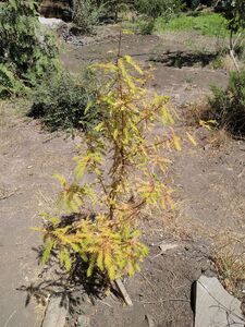 ТАКСОДИУМ ДВУРЯДНЫЙ, БОЛОТНЫЙ КИПАРИС