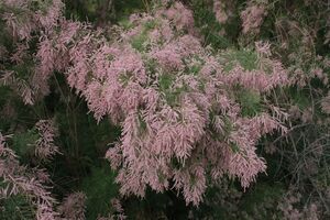 ТАМАРИКС, ГРЕБЕНЩИК