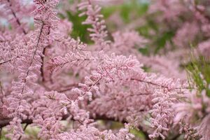 ТАМАРИКС, ГРЕБЕНЩИК