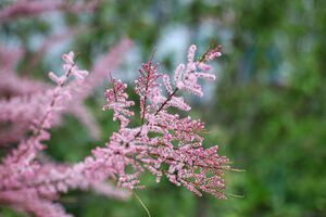 ТАМАРИКС, ГРЕБЕНЩИК