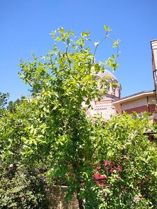 ТЕРНИИ ХРИСТА, ЗИЗИФУС, УНАБИ 