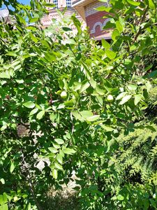 ТЕРНИИ ХРИСТА, ЗИЗИФУС, УНАБИ 