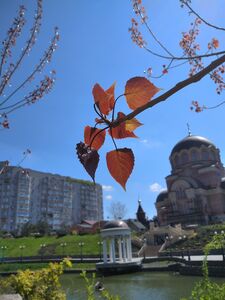 ТОПОЛЬ ДЕЛЬТОВИДНЫЙ КРАСНОЛИСТНЫЙ