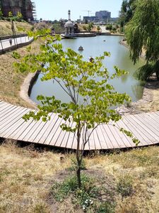 ЦЕРЦИС ЕВРОПЕЙСКИЙ, ИУДИНО ДЕРЕВО