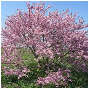 ЦЕРЦИС ЕВРОПЕЙСКИЙ, ИУДИНО ДЕРЕВО