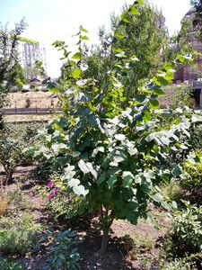 ЦЕРЦИС ЕВРОПЕЙСКИЙ, ИУДИНО ДЕРЕВО