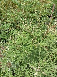 ВИТЕКС СВЯЩЕННЫЙ, АВРААМОВО ДЕРЕВО, ПЕРЕЦ МОНАШЕСКИЙ