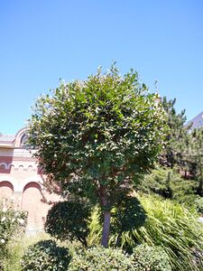 ВЯЗ МЕЛКОЛИСТНЫЙ, КАРАГАЧ 