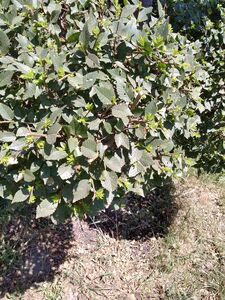 ВЯЗ МЕЛКОЛИСТНЫЙ, КАРАГАЧ 