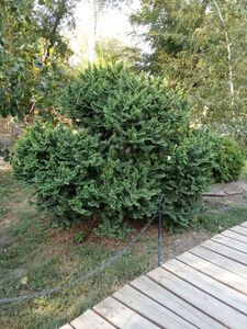 ВЯЗ МЕЛКОЛИСТНЫЙ «ЖАКЛИН» ВЯЗ МЕЛКОЛИСТНЫЙ «ЖАКЛИН»