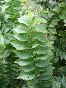 ВЯЗ МЕЛКОЛИСТНЫЙ «ЖАКЛИН» ВЯЗ МЕЛКОЛИСТНЫЙ «ЖАКЛИН»