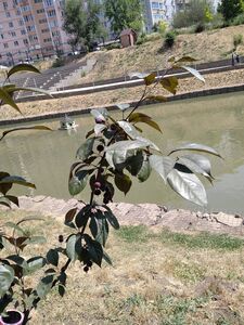 ЯБЛОНЯ НЕДЗВЕЦКОГО