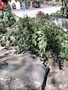 ЯБЛОНЯ САХАЛИНСКАЯ