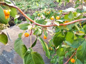 ЯБЛОНЯ САХАЛИНСКАЯ